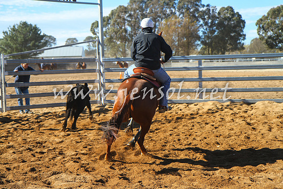 BungendoreCampdraft2016_6576