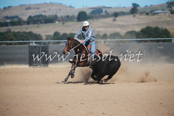 BungendoreCampdraft2016_5999