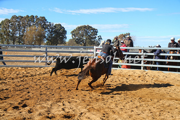 BungendoreCampdraft2016_6556