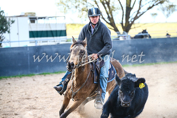 BungendoreCampdraft2017_2369