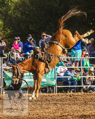 TaralgaRodeo2014_1362