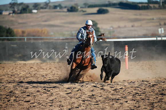 BungendoreCampdraft2016_1573