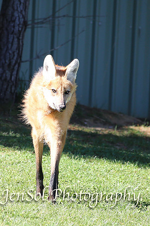 CanberraZooAug17-0144