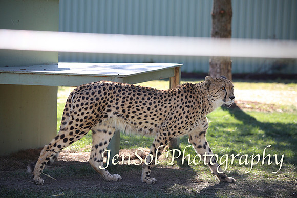 CanberraZooAug17-0104
