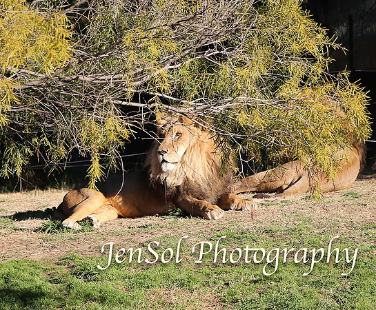 CanberraZooAug17-0311