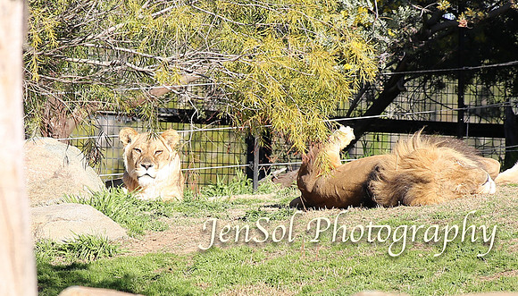 CanberraZooAug17-0271