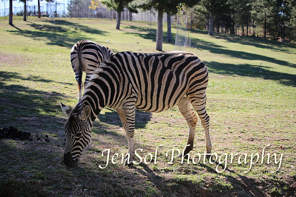 CanberraZooAug17-0182