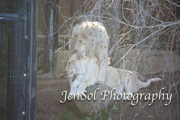 CanberraZooAug17-0292