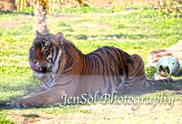 CanberraZooAug17-0045