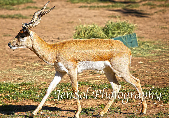 CanberraZooAug17-0173