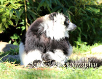 CanberraZooAug17-0069
