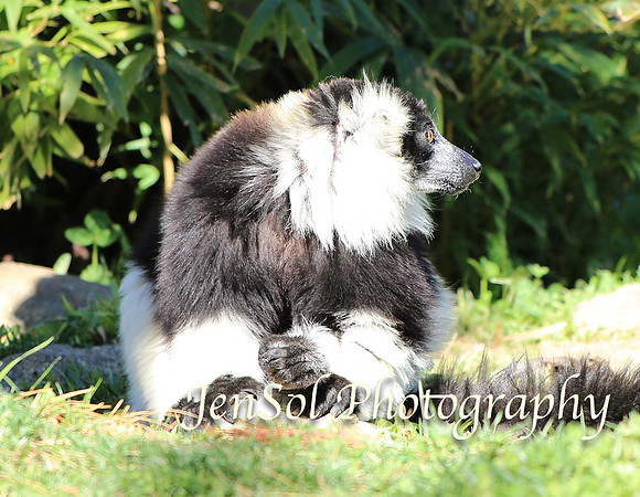 CanberraZooAug17-0069