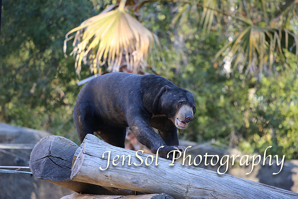 CanberraZooAug17-0370