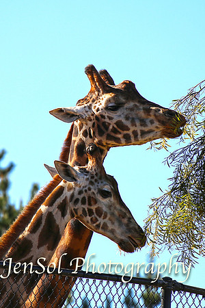 CanberraZooAug17-0143