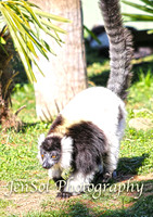 CanberraZooAug17-0071