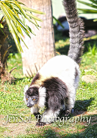 CanberraZooAug17-0071
