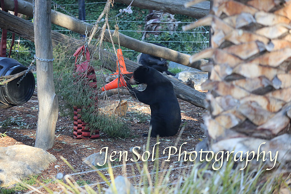 CanberraZooAug17-0337