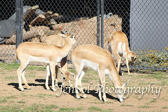 CanberraZooAug17-0160