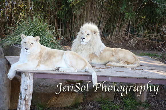 CanberraZooAug17-0212