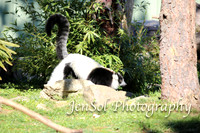 CanberraZooAug17-0068