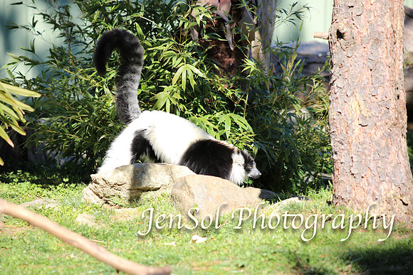 CanberraZooAug17-0068