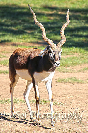 CanberraZooAug17-0169