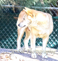CanberraZooAug17-0043