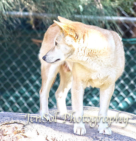 CanberraZooAug17-0043