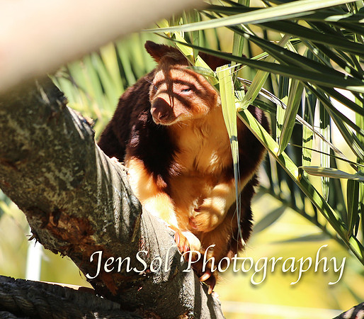 CanberraZooAug17-0031