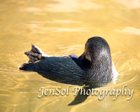 CanberraZooAug17-0026