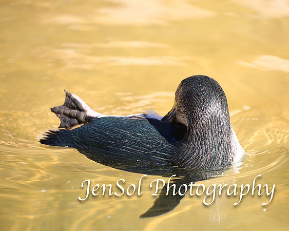 CanberraZooAug17-0026