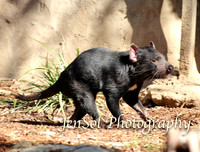 CanberraZooAug17-0034