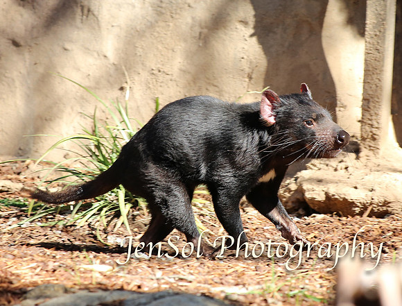 CanberraZooAug17-0034
