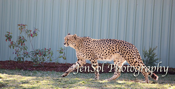 CanberraZooAug17-0095