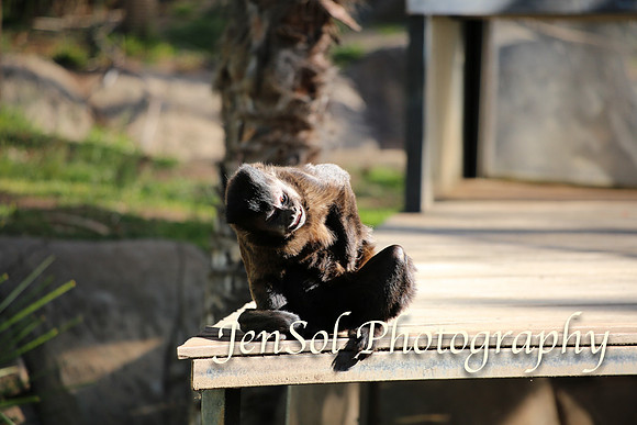 CanberraZooAug17-0207