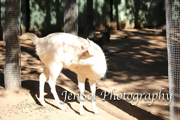 CanberraZooAug17-0087