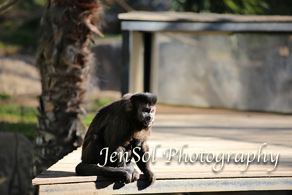 CanberraZooAug17-0205