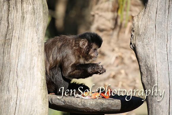 CanberraZooAug17-0256