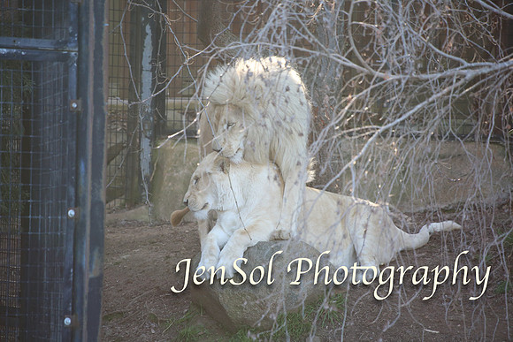 CanberraZooAug17-0293