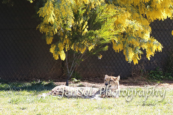 CanberraZooAug17-0090