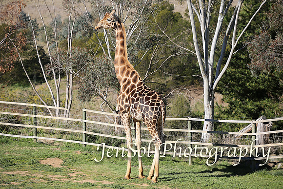 CanberraZooAug17-0184