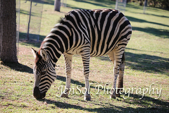 CanberraZooAug17-0174