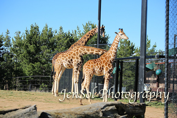 CanberraZooAug17-0133