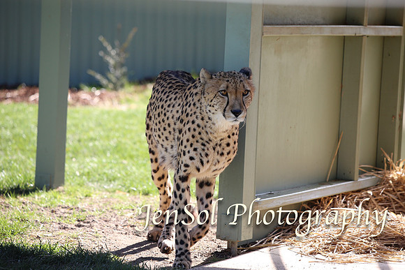 CanberraZooAug17-0103