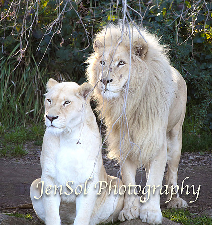 CanberraZooAug17-0305