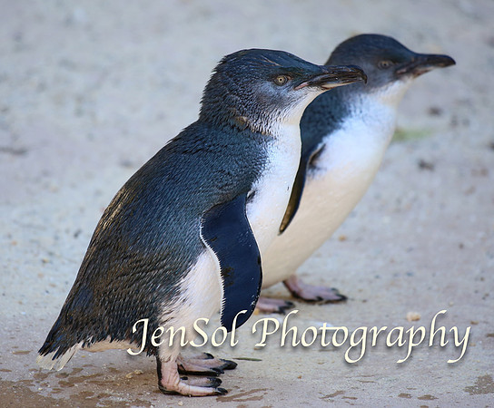 CanberraZooAug17-0018