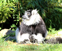CanberraZooAug17-0070