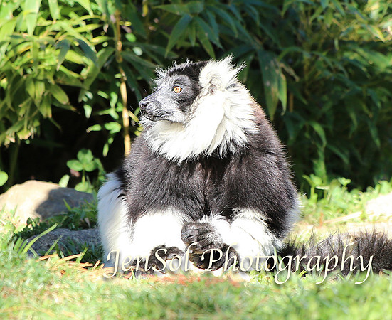 CanberraZooAug17-0070