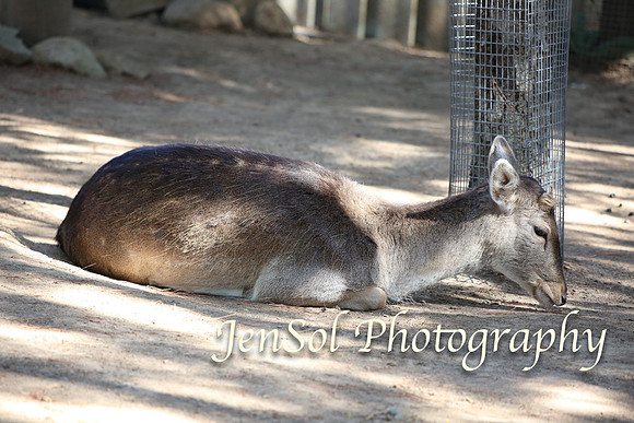 CanberraZooAug17-0081