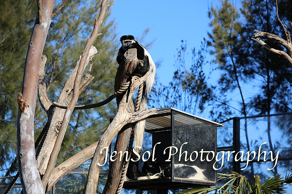 CanberraZooAug17-0202